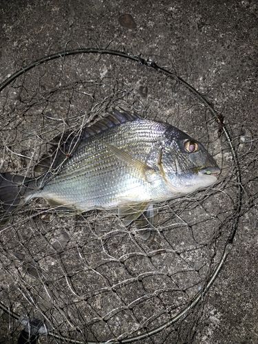 ヘダイの釣果