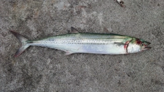 サゴシの釣果