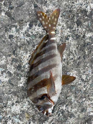 タカノハダイの釣果