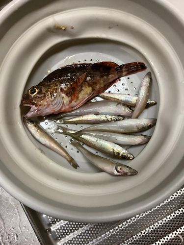 シロギスの釣果