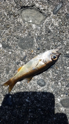 ムツの釣果