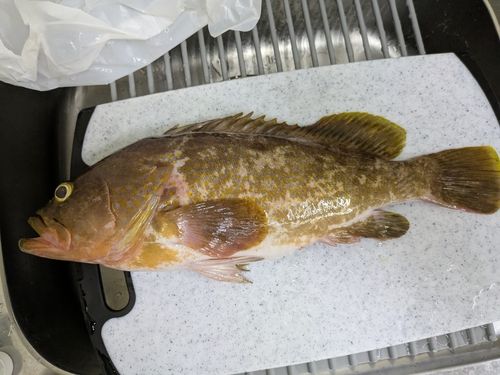 アコウの釣果