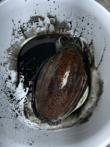 コウイカの釣果