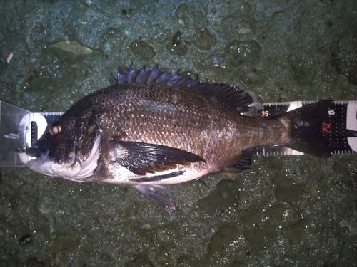 クロダイの釣果