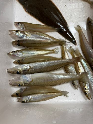 シロギスの釣果