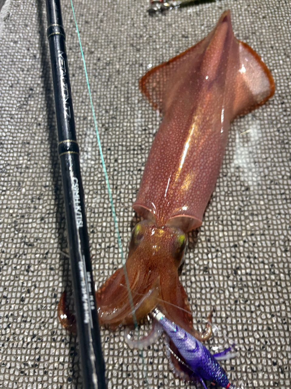 達喜丸さんの釣果 1枚目の画像