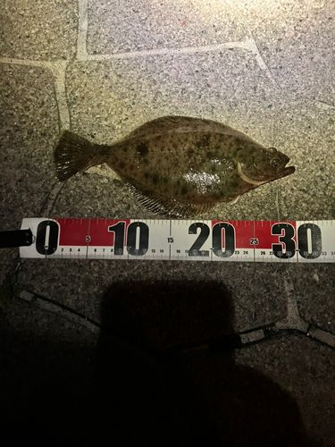 ソウハチの釣果