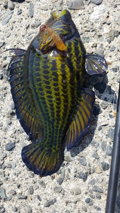 オハグロベラの釣果