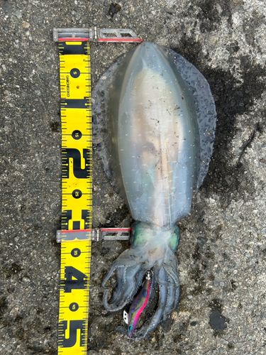 狩留家海浜公園