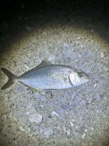 ネリゴの釣果