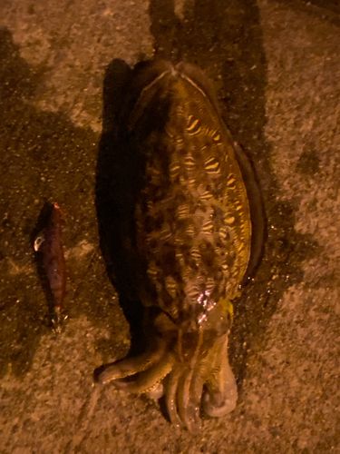 カミナリイカの釣果