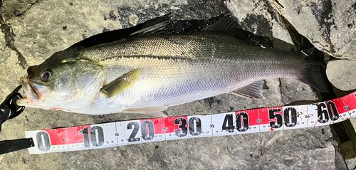 スズキの釣果
