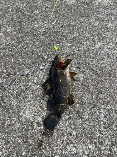 タケノコメバルの釣果