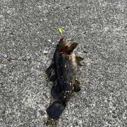 タケノコメバル