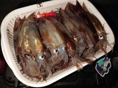 イカの釣果