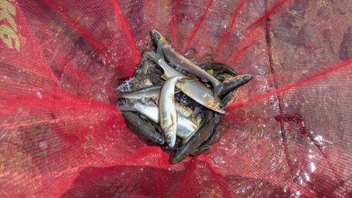 アユの釣果