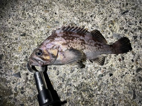 ソイの釣果