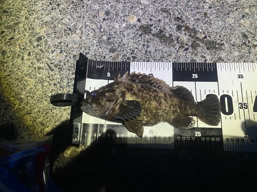 ムラソイの釣果
