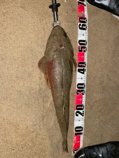 マゴチの釣果