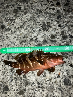 キジハタの釣果