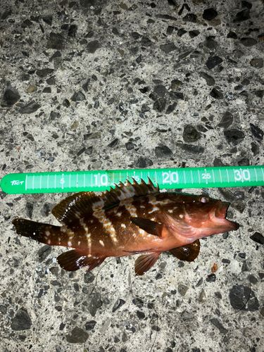 キジハタの釣果