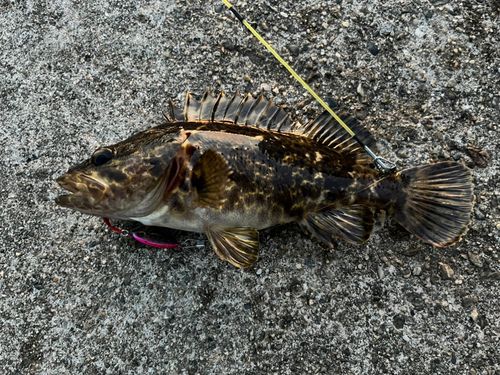 タケノコメバルの釣果