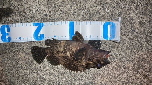 ソイの釣果