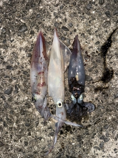 ケンサキイカの釣果
