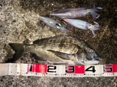 チヌの釣果