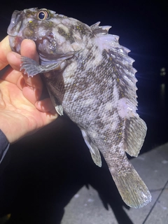 ハチガラの釣果