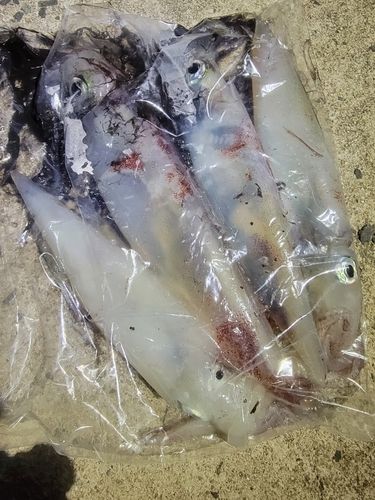 シロイカの釣果