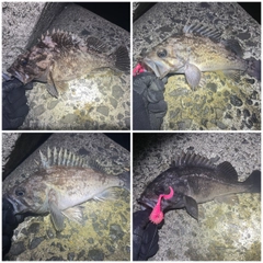 クロソイの釣果