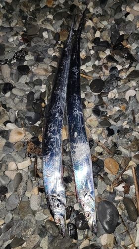 タチウオの釣果
