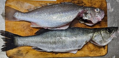 セイゴ（マルスズキ）の釣果