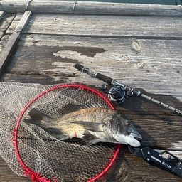 クロダイ