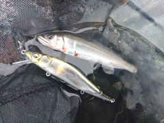 アユの釣果