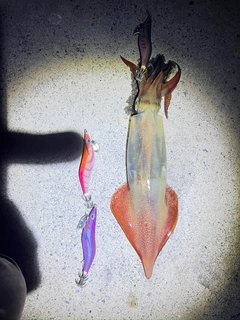ケンサキイカの釣果