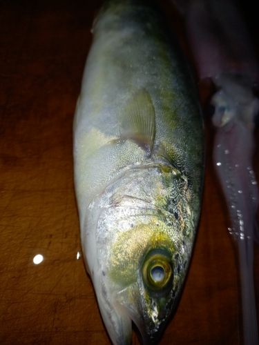ワカシの釣果