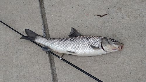 ウナギの釣果