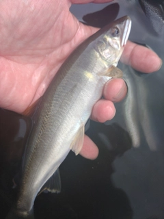 アユの釣果