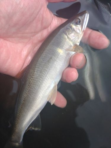 アユの釣果