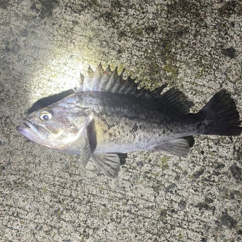 ソイの釣果