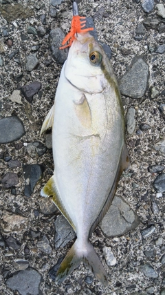 シオの釣果