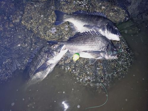 クロダイの釣果