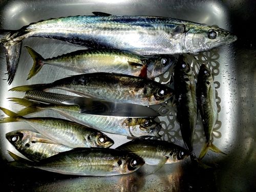 サゴシの釣果