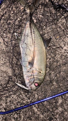 ギンガメアジの釣果