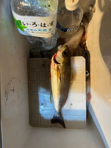 イサキの釣果