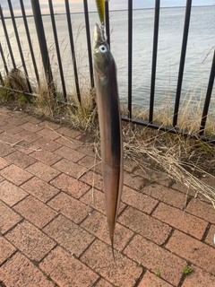 タチウオの釣果