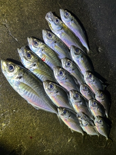 アジの釣果