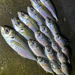 アジ
